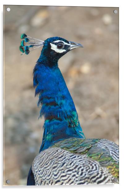 Indian peafowl (Pavo cristatus). Male (peacock).  Acrylic by Víctor Suárez Naranjo