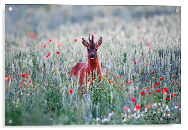 Roe Deer in the Poppy Field Acrylic by Dave Newman