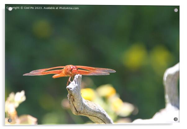 Dragon flies in the wild Acrylic by Arun 