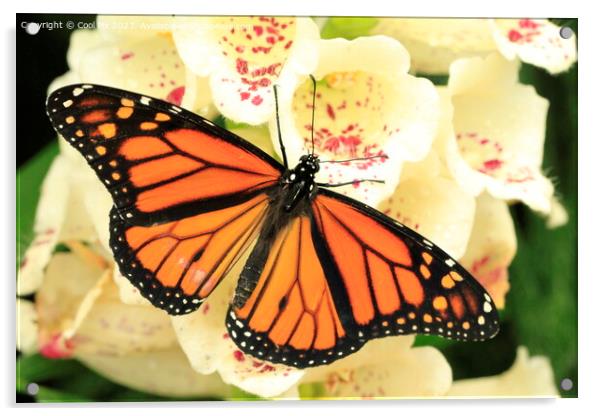 Butterfly on a flower Acrylic by Arun 
