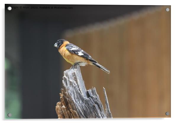 Bird sitting on a wooden stump Acrylic by Arun 