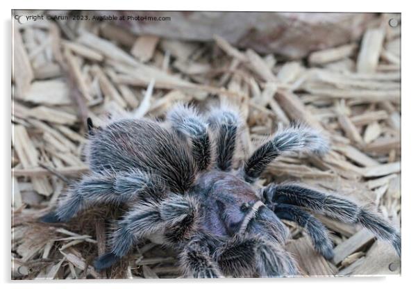 Tarantula in the wild Acrylic by Arun 