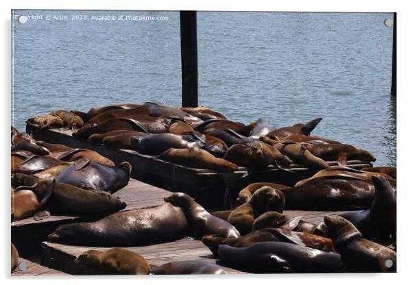 Seals in pier 39 in San Francisco Acrylic by Arun 