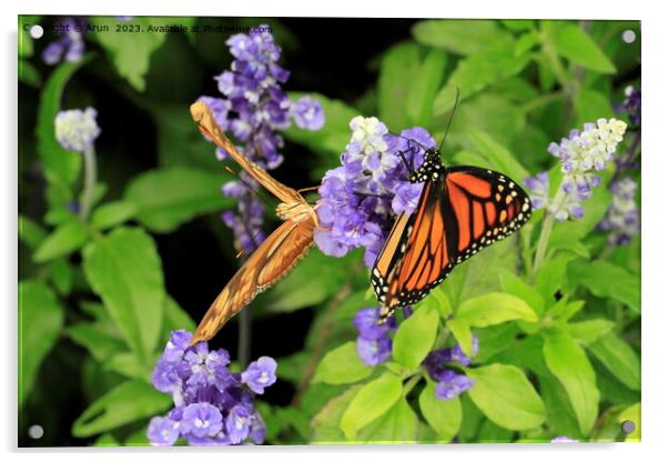 Butterfly on flower Acrylic by Arun 