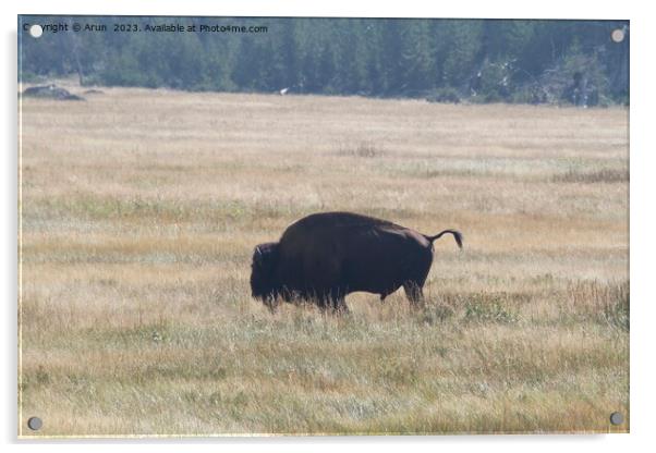 Bison at Yellowstone national park in Wyoming USA Acrylic by Arun 