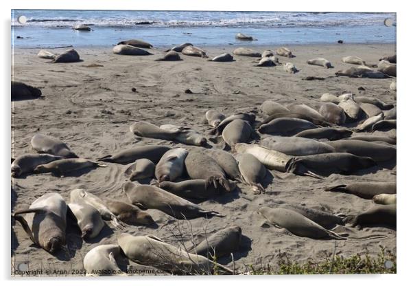 Sea lions on the beach at Piedra Blanca California Acrylic by Arun 