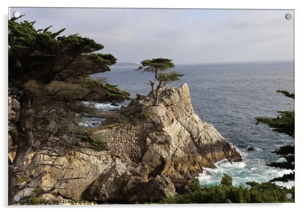 Lone pine on 17 mile drive in Pebble beach, Monterey, California Acrylic by Arun 