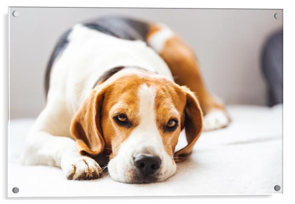 Beagle dog tired sleeps on a cozy sofa. Acrylic by Przemek Iciak