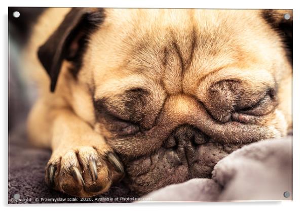 Portrait of a pug dog sleeping. Acrylic by Przemek Iciak