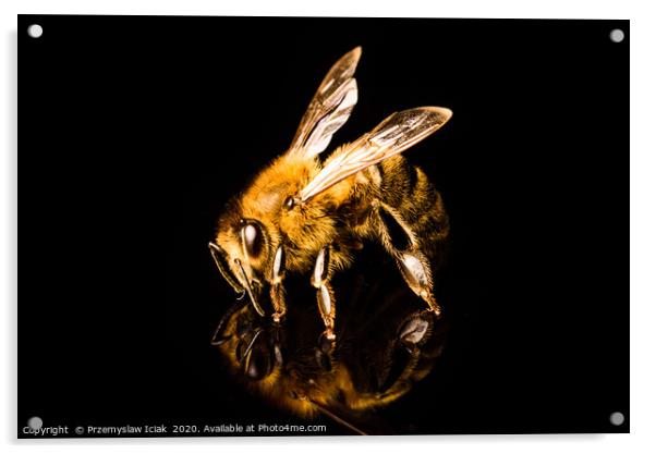 Honey bee detailed macro shoot  Acrylic by Przemek Iciak