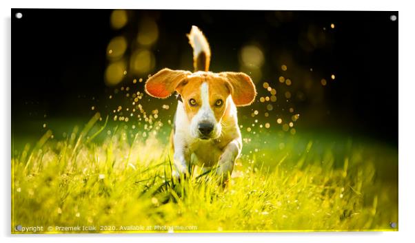 Beagle running fast through wet grass Acrylic by Przemek Iciak