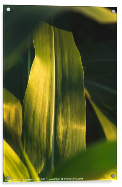 Green growing leaves of maize in a field. Acrylic by Przemek Iciak