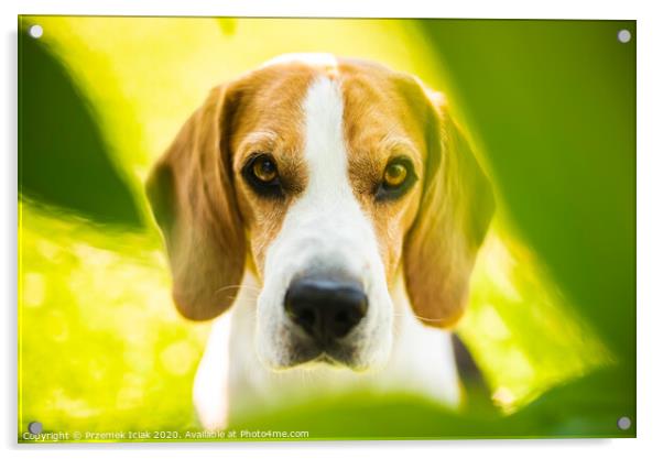 Portrait of Beagle dog between green leaves outdoors. Acrylic by Przemek Iciak