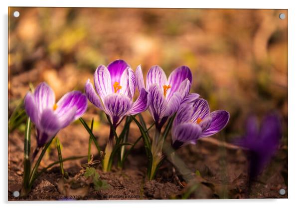 Crocus, plural crocuses or croci is a genus of flowering plants in the iris family. A bunch of crocuses, a meadow full of crocuses,on yellow dry grass Acrylic by Przemek Iciak