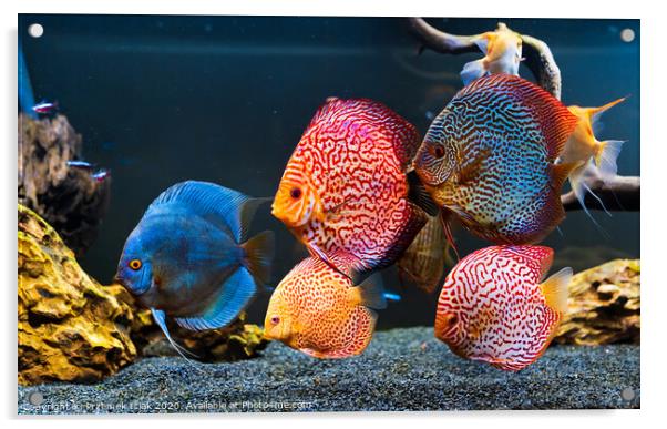 Colorful fish from the spieces Symphysodon discus in aquarium. Acrylic by Przemek Iciak