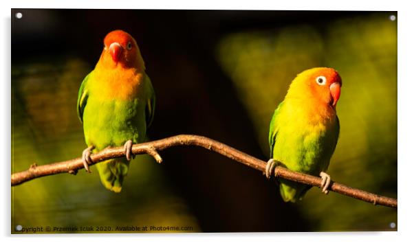 Two Beautiful parrots, Sun Conure on tree branch. Acrylic by Przemek Iciak