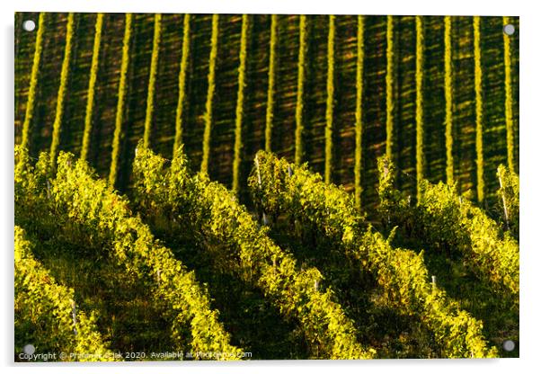 Rows Of Vineyard Grape Vines. Autumn Landscape. Austria south Styria . Abstract Background Of Autumn Vineyards Rows. Acrylic by Przemek Iciak