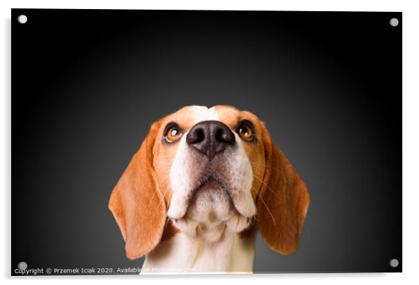 Beautiful beagle dog isolated on black background. Studio shoot. looking up, headshoot portrait Acrylic by Przemek Iciak