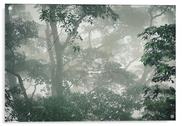 Beautiful landscape shot of a misty forest Acrylic by federico stevanin