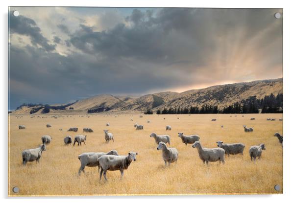 flock of sheep graze at sunset in a valley Acrylic by federico stevanin