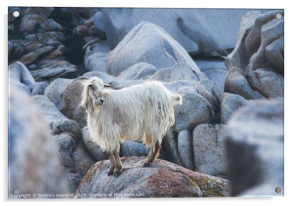 wild goat among the rocks Acrylic by federico stevanin