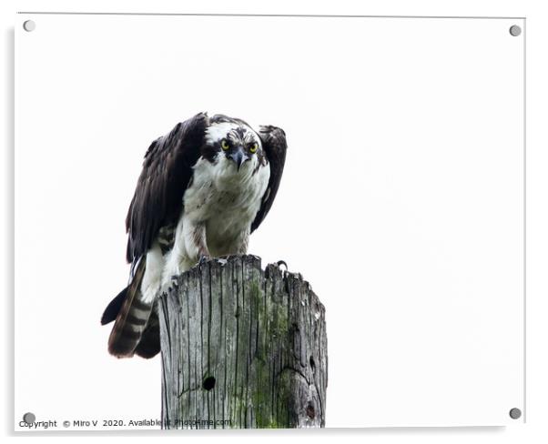 Osprey sitting on utility post with white sky Acrylic by Miro V