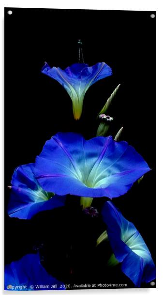 Filtered Morning Glory Flowers Acrylic by William Jell