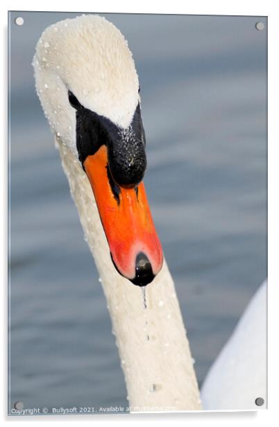 swan Acrylic by  Bullysoft