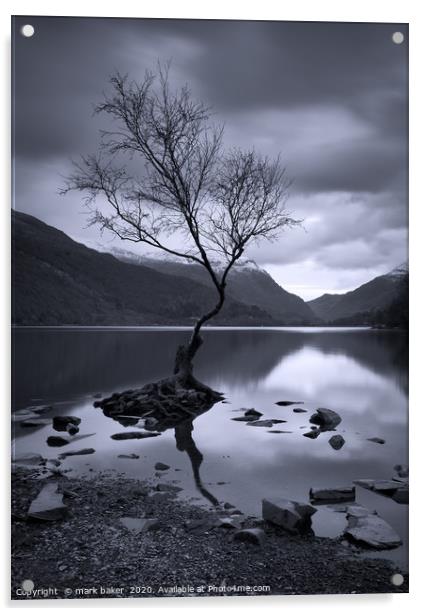 The Lonely Tree Acrylic by mark baker