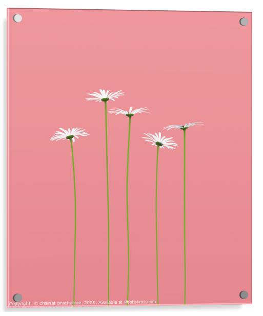 Daisy flower on pastel color background,3d renderi Acrylic by chainat prachatree