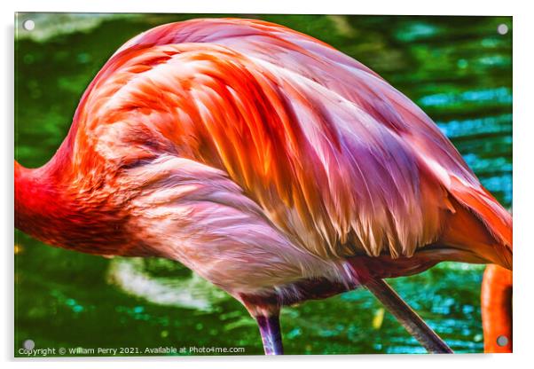 Colorful Orange Pink Feathers American Flamingo Reflections Flor Acrylic by William Perry