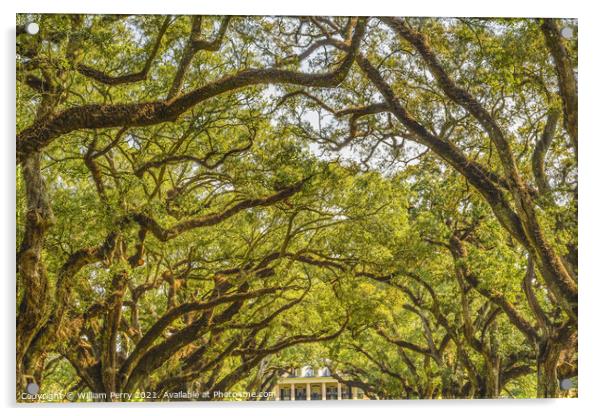 Oak Trees Oak Alley Plantation House Saint James Parish Louisian Acrylic by William Perry