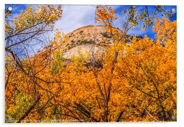 Yellow Cottonwood Trees White Rock Mountain Canyonlands Needles  Acrylic by William Perry