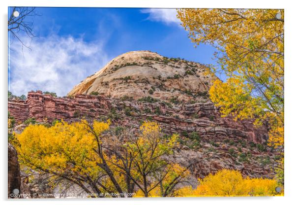 Yellow Cottonwood Trees White Rock Mountain Canyonlands Needles  Acrylic by William Perry