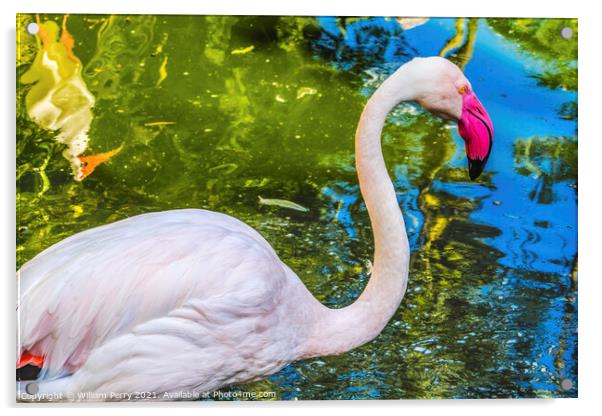 Colorful White Greater Flamingo Reflections Florida Acrylic by William Perry