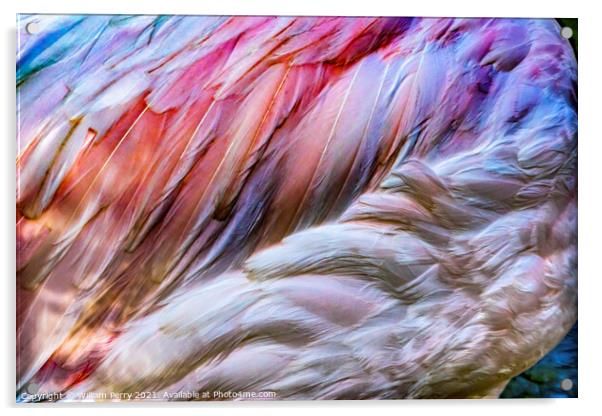 Colorful White Pink Feathers Greater Flamingo Florida Acrylic by William Perry
