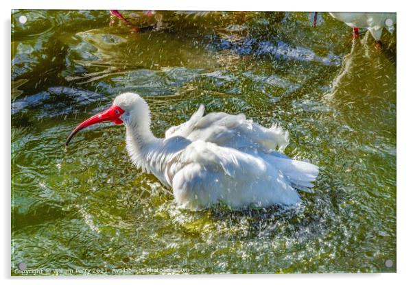 American White Ibis Splashing Florida Acrylic by William Perry