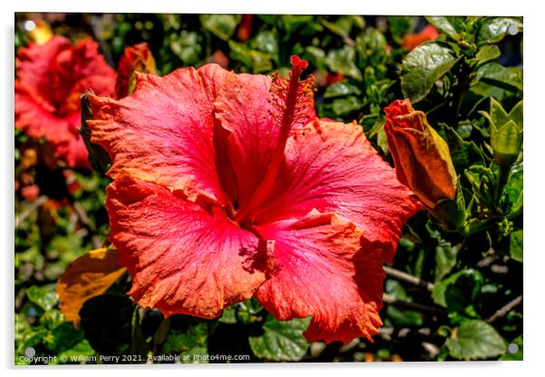 Pink Vista Orange Tropical Hibiscus Flower California Acrylic by William Perry