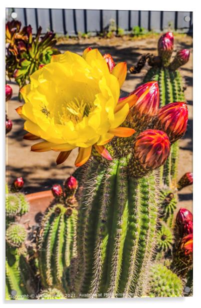Yellow Prickley Pear Cactus Flower Old Town San Diego California Acrylic by William Perry