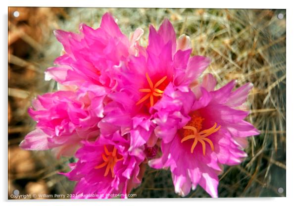 Pink Cactus Flowers Sonoran Desert Phoenix Arizona Acrylic by William Perry