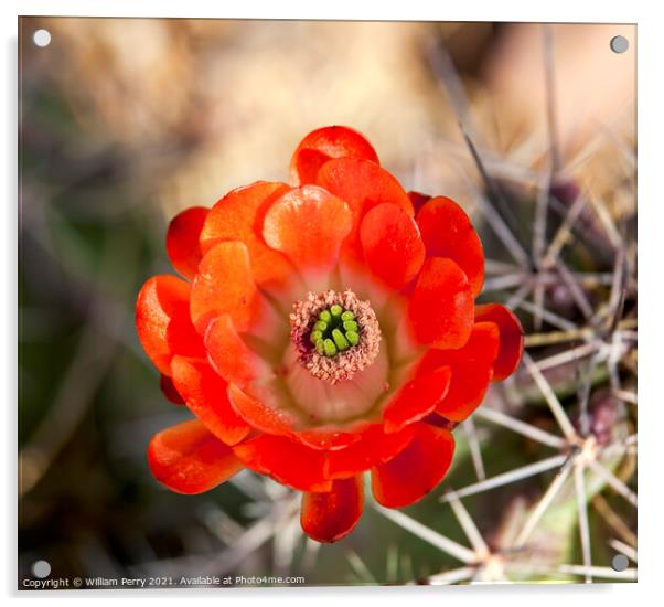 Orange Cactus Flower Acrylic by William Perry