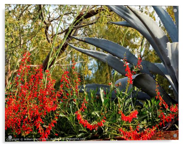 Red Ocotillo Flowers Agave Desert Botanical Garden Phoenix Arizo Acrylic by William Perry