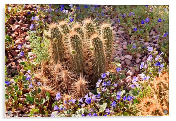 Pipe Cactus Blue Flowers Desert Botanical Garden Phoenix Arizona Acrylic by William Perry