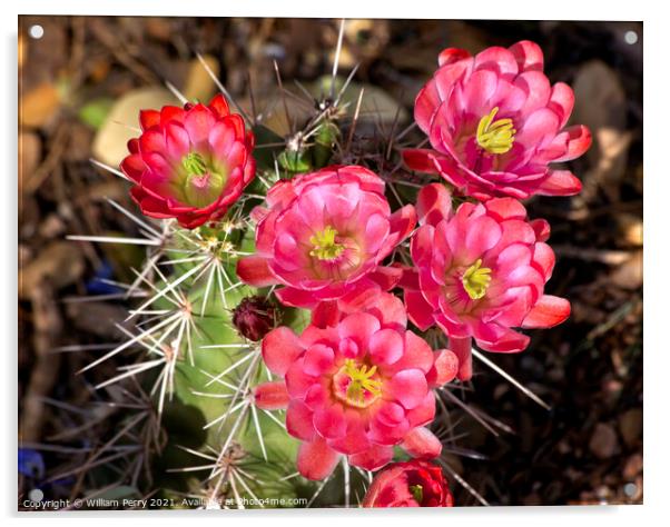 Pink Red Cactus Flowers Sonoran Desert Phoenix Arizona Acrylic by William Perry