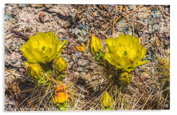 Yellow Pink Blossoms Plains Prickleypear Cactus Blooming Macro Acrylic by William Perry