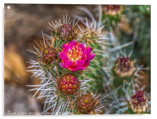 Pink Blossom Coastal Cholla Cactus Blooming Macro Acrylic by William Perry