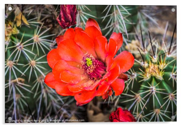 Red Orange Flowers Claret Cup Cactus  Acrylic by William Perry