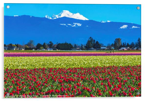 Colorful Red Tulips Farm Snowy Mount Baker Skagit Valley Washing Acrylic by William Perry