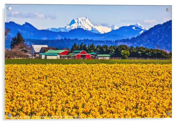 Mount Shuksan Skagit Valley Yellow Daffodils Flowers Washington  Acrylic by William Perry