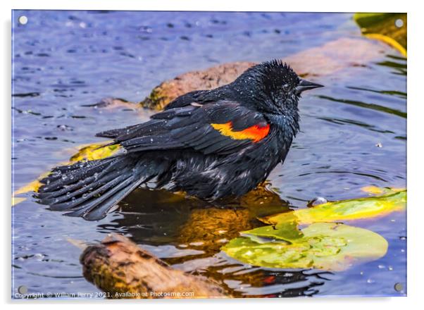 Red Wing Blackbird Washing Juanita Bay Park Lake Washington Kirk Acrylic by William Perry